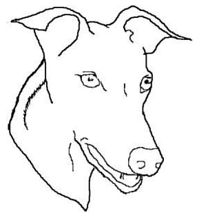 289x316 Greyhound Head Study Outline