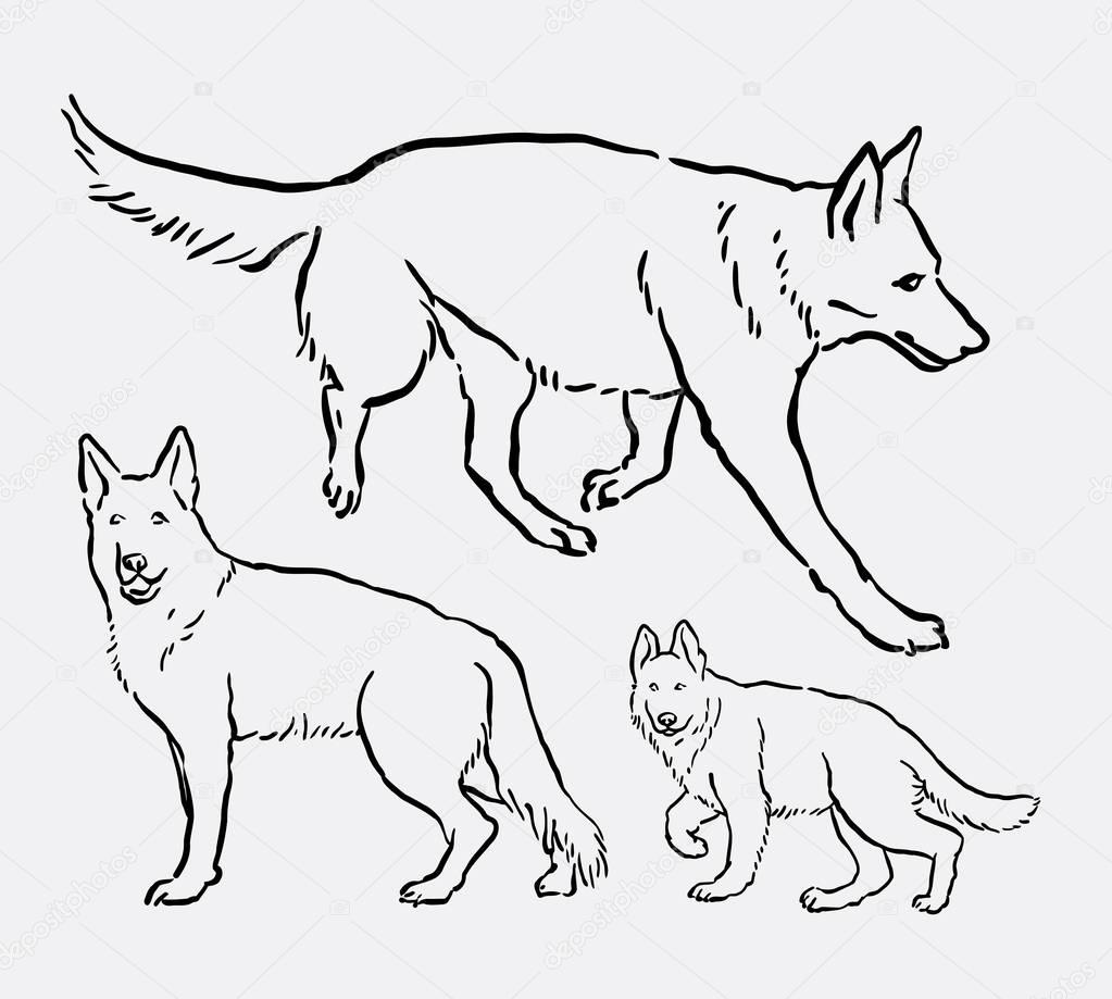 1023x919 German Shepherd Pet Dog Mammal Animal Line Art Drawing Stock