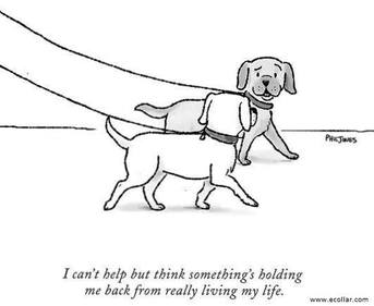 343x281 E Collar Myth And Fact Page