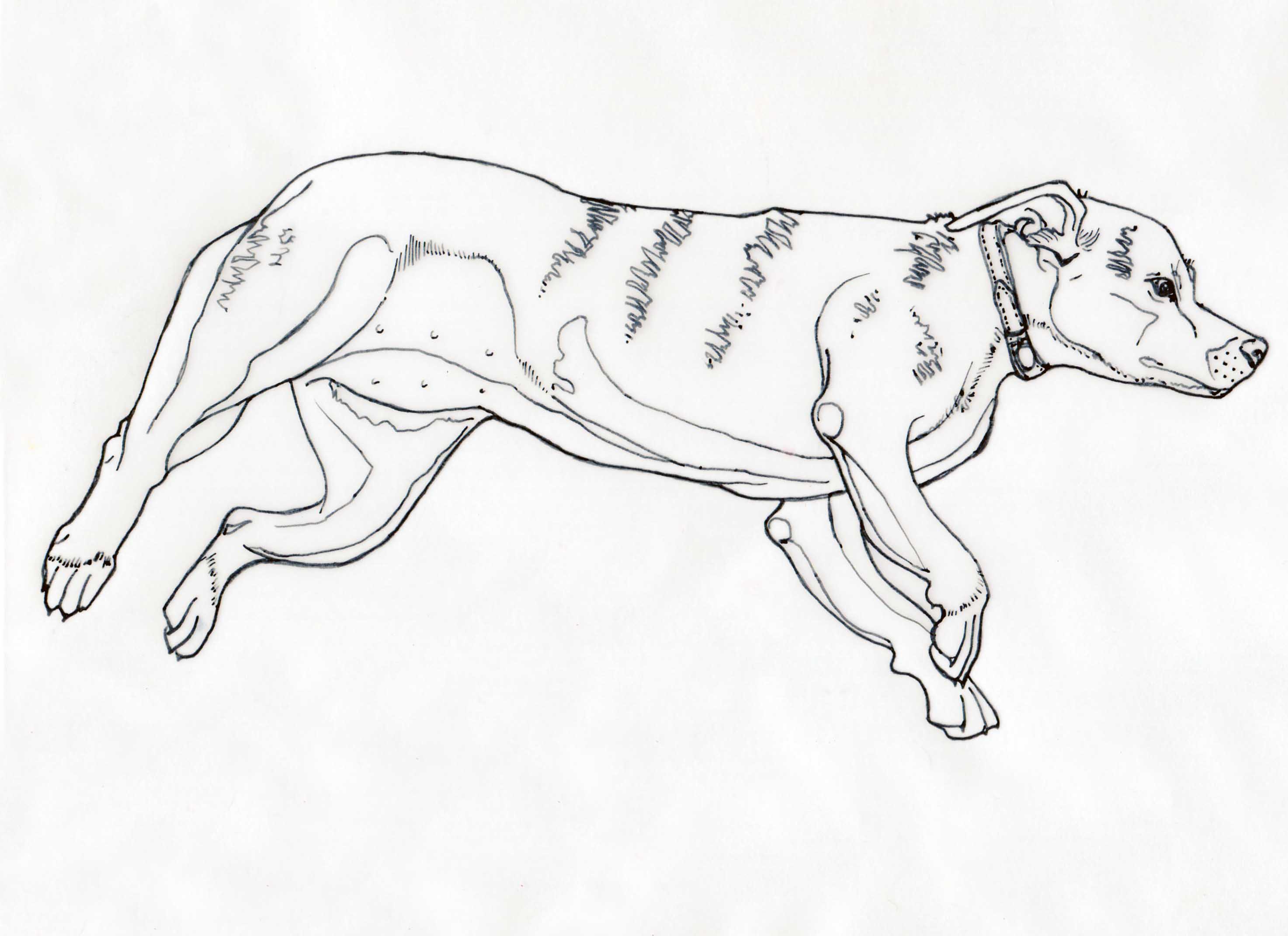 2947x2142 Line Drawing Sarah Kirk Illustration