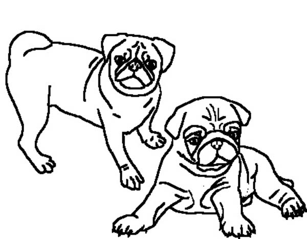 600x467 Pug Clipart Line Drawing