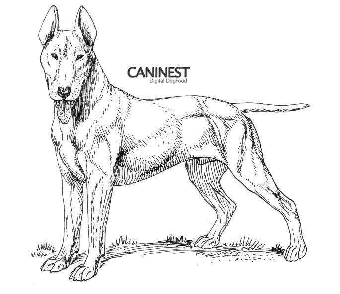 685x592 Dog Breed Coloring Pages