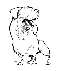 255x300 Rottweiler Drawings Fine Art America