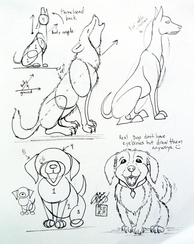 736x923 How To Draw A Dog