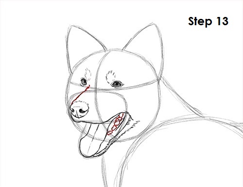 500x386 How To Draw A Border Collie