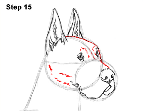 500x386 How To Draw A Dog (Great Dane)