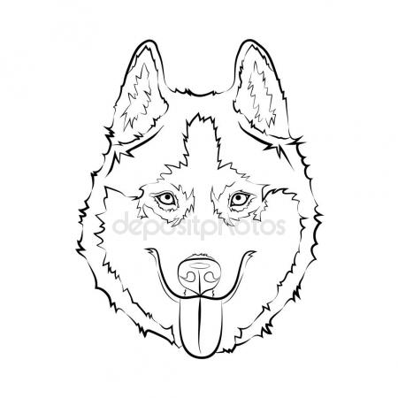 450x450 Husky Dog Sketch. Stock Vector Format35