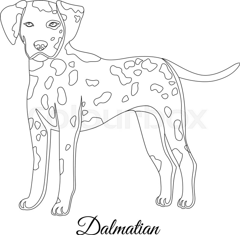 800x782 Dalmatian Dog Outline Vector Illustration Stock Vector Colourbox