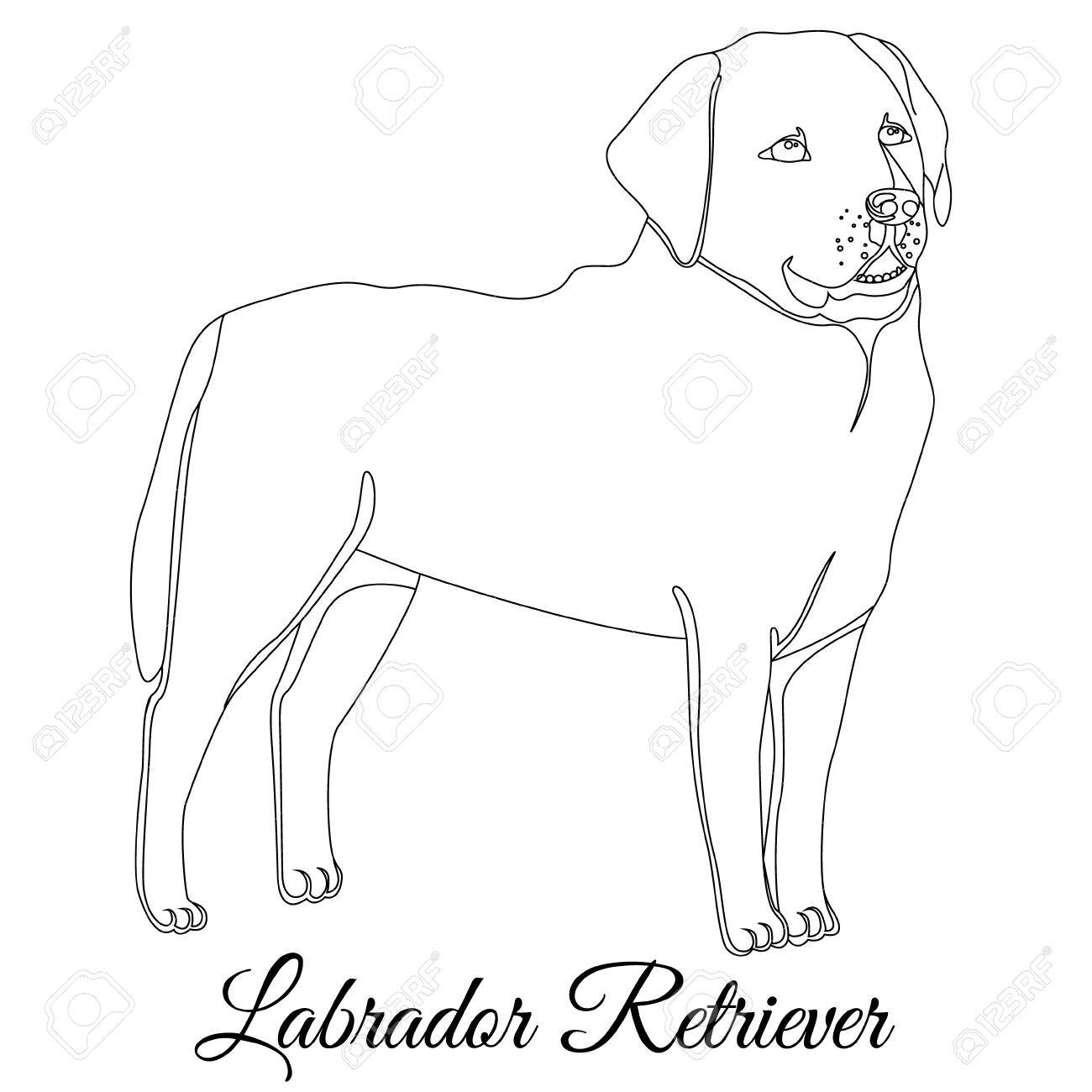 1300x1300 Labrador Retriever Dog Outline Vector Illustration Royalty Free