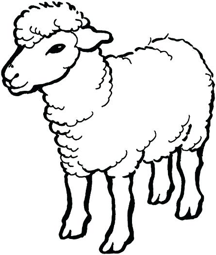 445x525 Sheep Coloring Pages Murs