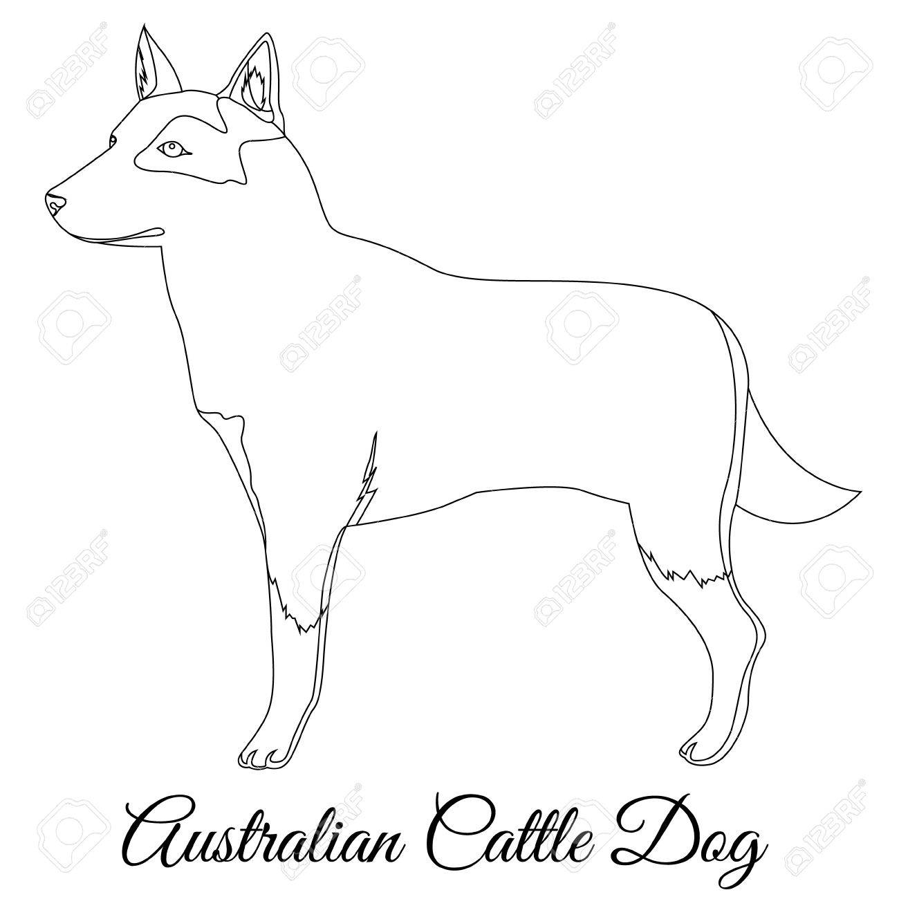 1300x1300 Australian Cattle Dog Outline Vector Illustration Royalty Free