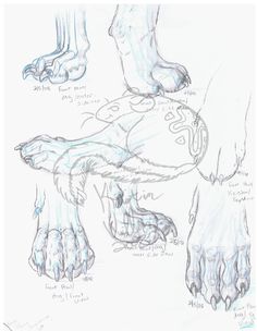 236x304 Image Result For German Shepherd Skeleton Sketch Drawing