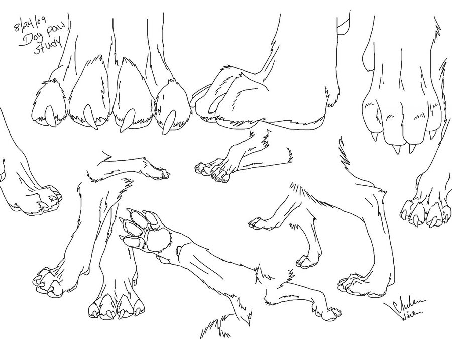 900x675 Canine Paw Study By Wickerwolfart