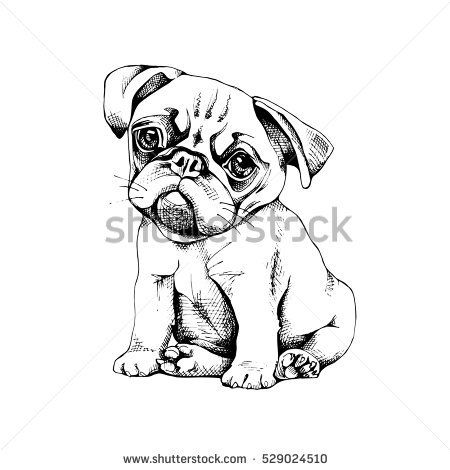 450x470 Pug Puppy. Vector Black And White Illustration. Pug Desenhos