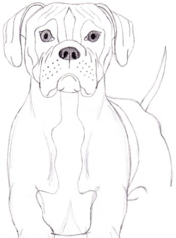 346x469 How To Draw A Dog Boxer Drawing Amp Art Supplies