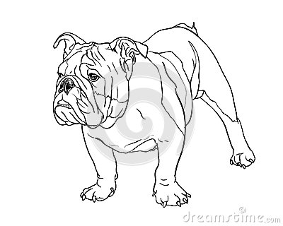 400x320 Pencil Drawing Of Bulldog Stock Photo