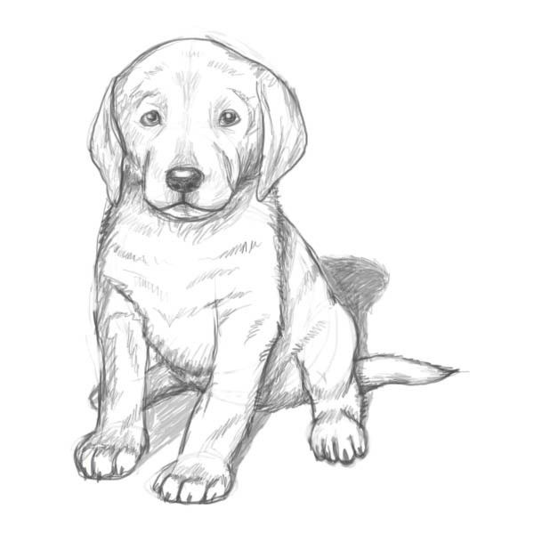 600x600 The Best Puppy Drawing Easy Ideas On Dog Drawing