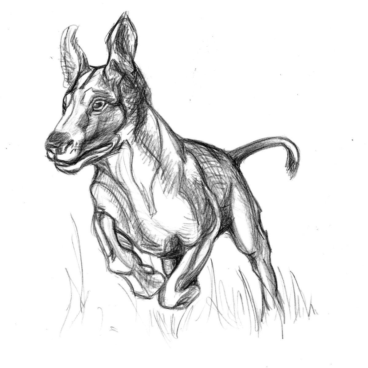 1198x1200 Dog (Dea Lieotto)