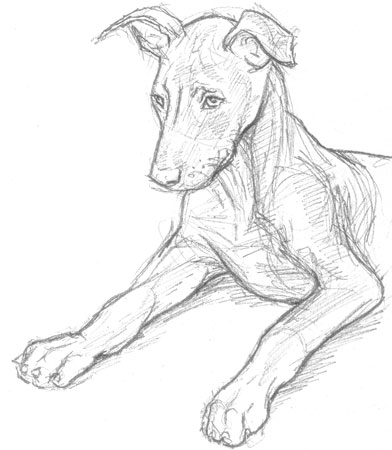 392x450 Older Puppy Sketch Wwii Gis