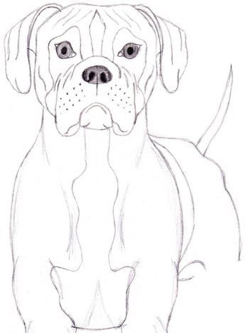 Dog Pencil Drawing Easy