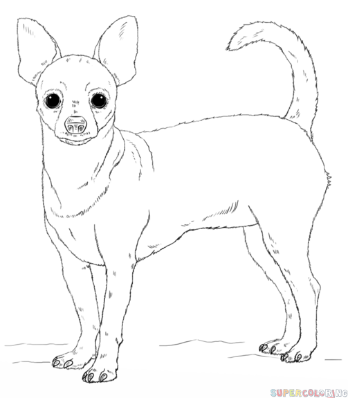 503x575 How To Draw A Chihuahua Step By Step Drawing Tutorials Dog