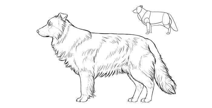 700x357 How To Draw A Dog Details Make The Difference
