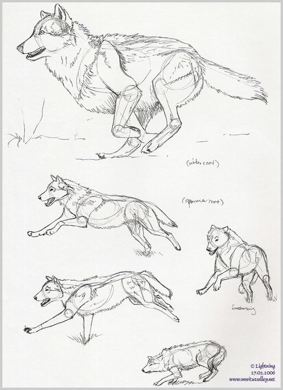 564x775 Wolves! Wolf! I Love Wolves! Drawing Wolf