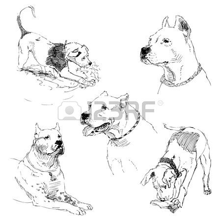 450x450 Great Dane Sitting Images Amp Stock Pictures. Royalty Free Great