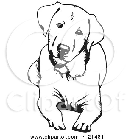 450x470 Clipart Illustration Of A Cute And Curious Labrador Retriever Dog