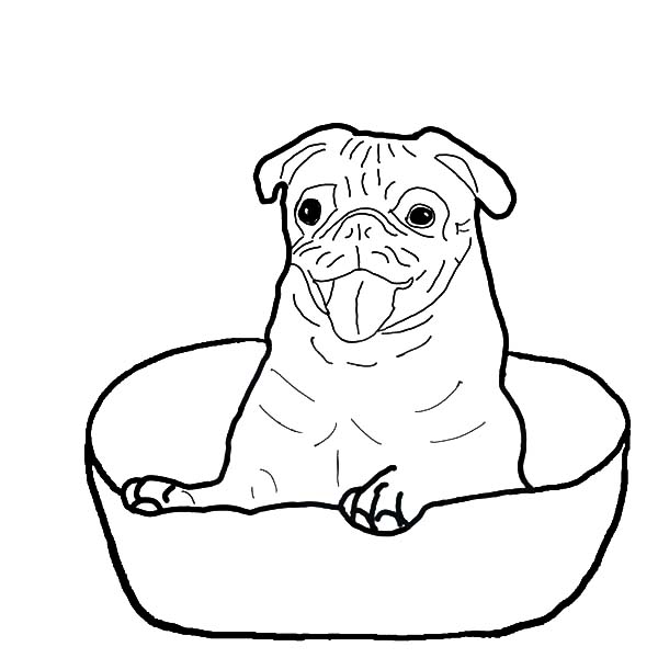 600x600 Boxer Dog Coloring Pages Sitting In A Bowl