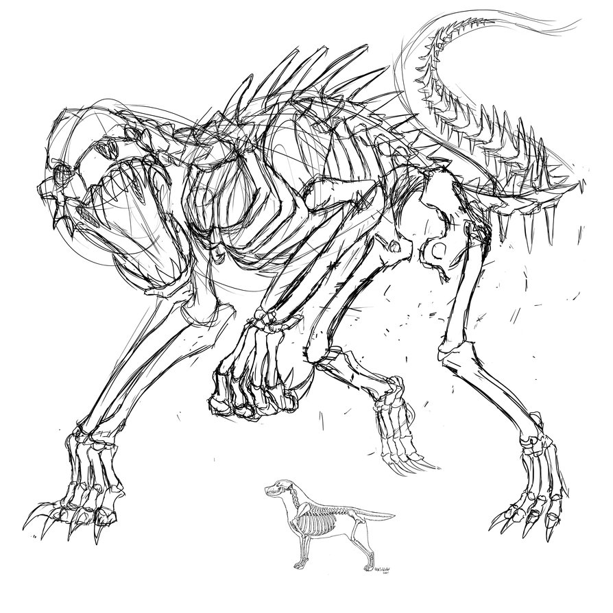 894x894 Dog Skeleton Skecth By Marinankeart