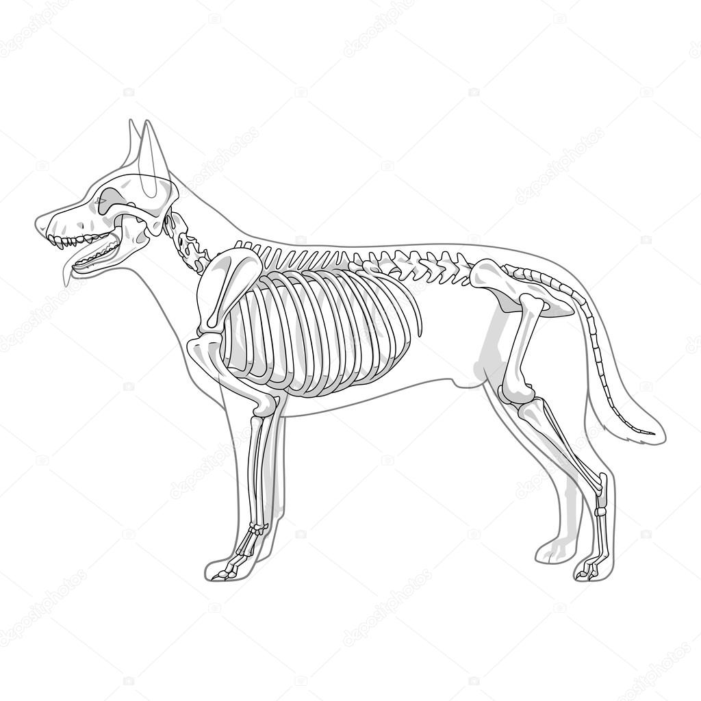 1024x1024 Dog Skeleton Veterinary Vector Illustration Stock Vector