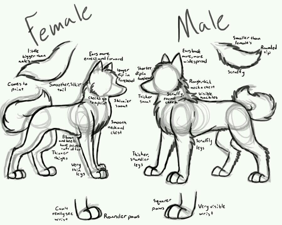 900x720 Feminine Vs Masculine Dogs. I Never Really Thought About This