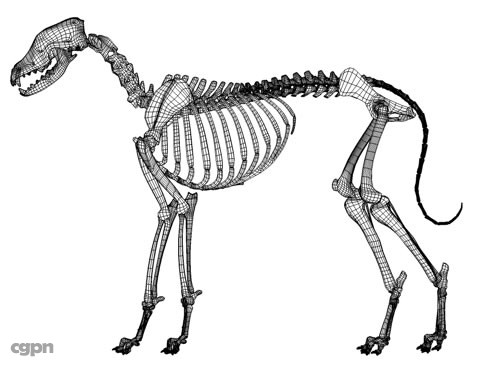 Dog Skeleton Drawing at GetDrawings | Free download