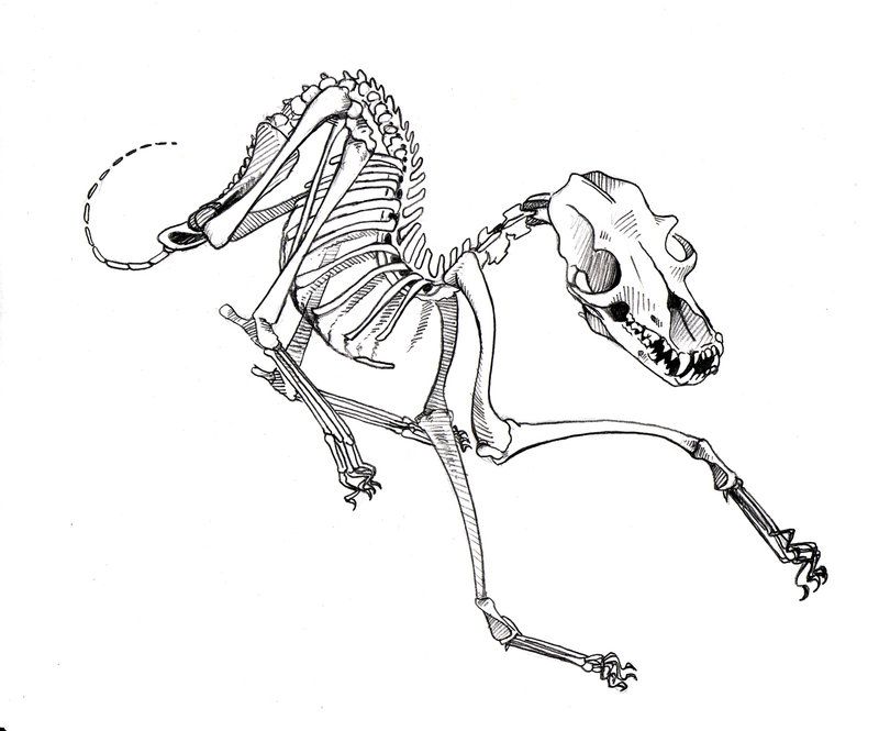 800x665 I Like The Idea Of A Dog Skeleton Tattoo On My Spine Tattoo