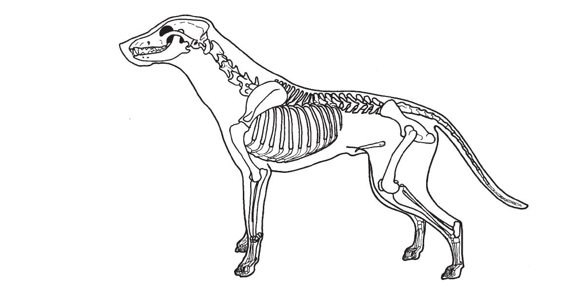 1206x610 Master Of Animal Studies (Animal Physiotherapy) Outer Body Form