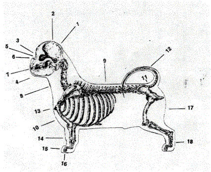 426x347 Shih Tzu Skeleton