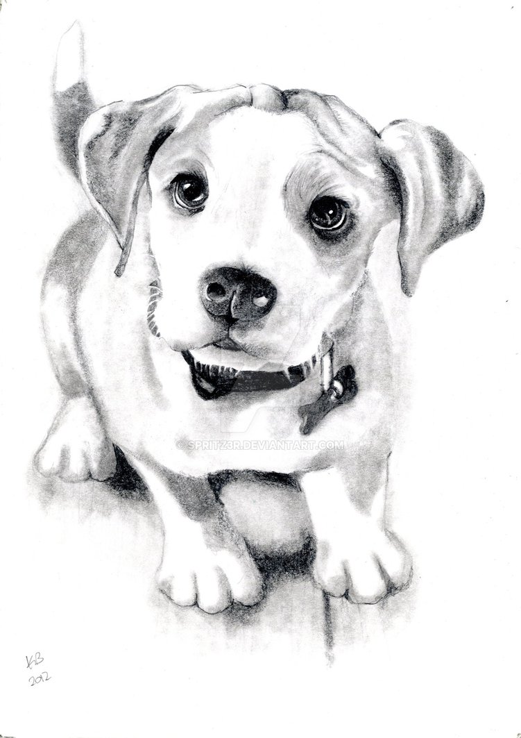 751x1063 Dog Sketch By Spritz3r