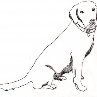 320x320 Tag For Dog Drawing Rysunek Konie By. African Sacred Ibis