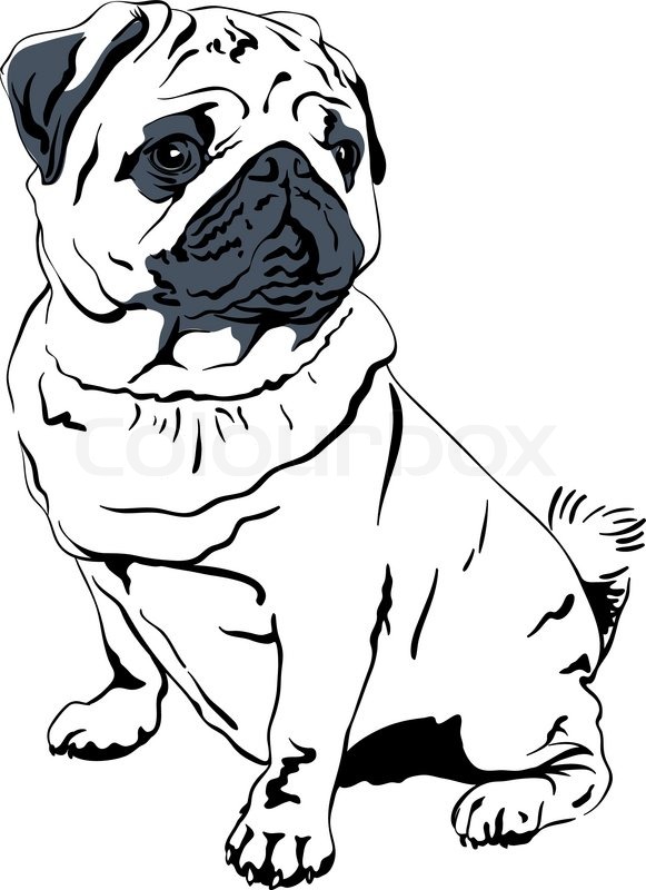 581x800 Vector Sketch Dog Pug Breed Hand Drawing Vector Stock Vector