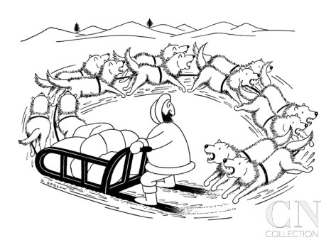 473x355 Eskimo On Dog Sled The Dogs Are Running Around In A Circle