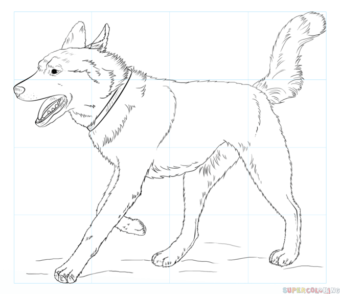 665x575 How To Draw A Husky Step By Step Drawing Tutorials