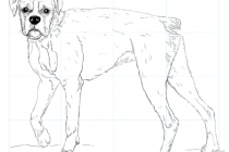 210x140 How To Draw A Boxer Puppy How To Draw A Boxer Dog Step Step