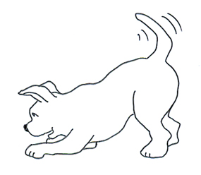 285x248 Funny Dogs, Cute Dog