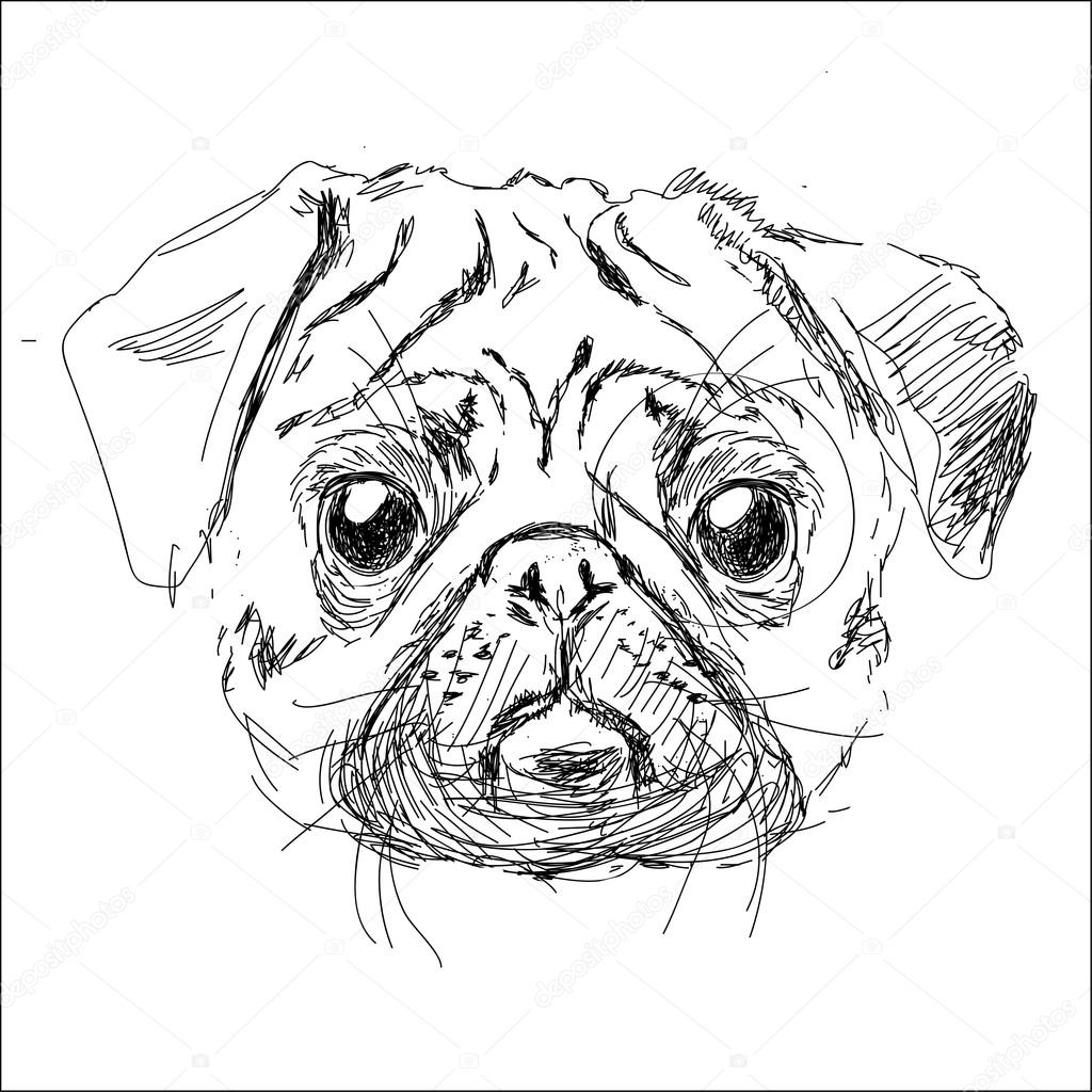 1024x1024 Vector Illustration Of Pug Dog Head Stock Vector Iriskana