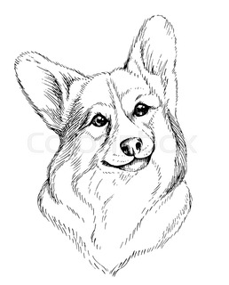 258x320 Vector Sketch Dog Pembroke Welsh Corgi Smiling Stock Vector