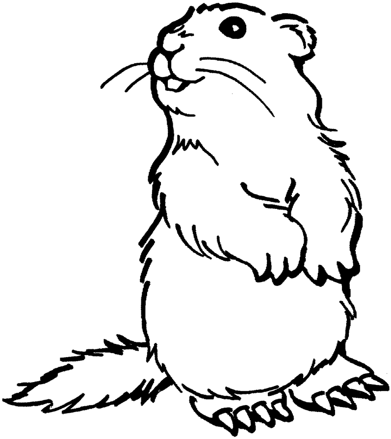 797x895 How To Draw Cartoon Dogs With The Word Dog In Easy Steps Tutorial