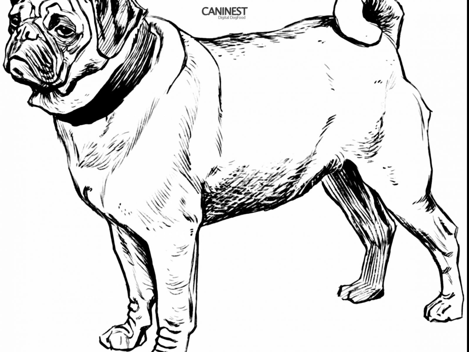 1600x1200 Impressive Pug Printable Coloring Pages Free Animals Book