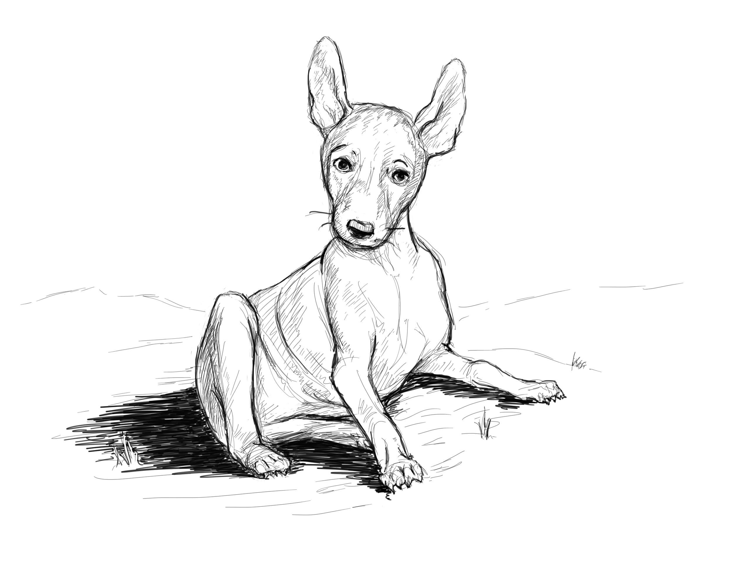 2532x1961 Dog Wwii Gis