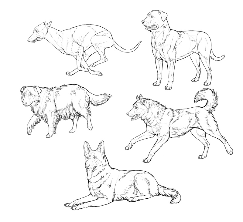800x732 How To Draw A Dog Details Make The Difference